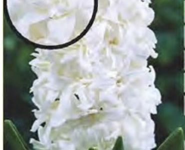 Зюмбюл кичест Madame Sophie 14/15